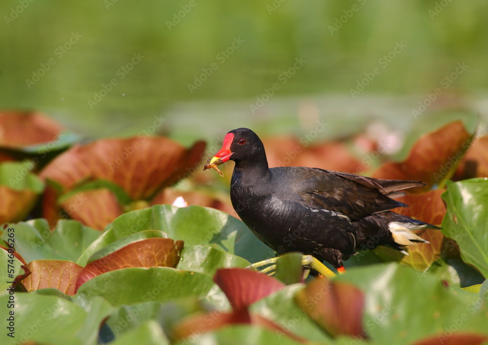 Common moorhen - Gallinula chloropus - with a distinctive red frontal shield, walkling in the lotus leaves in an urban wetland in Beijing, China. Common moorhen - Gallinula chloropus - with a distinctive red frontal shield, walkling in the lotus leaves in an urban wetland in Beijing, China.