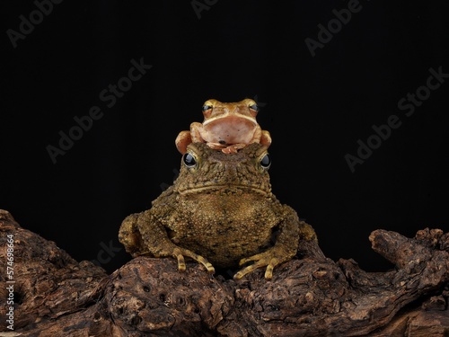 frog sitting on the ground
