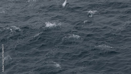 Chinstrap penguins swimming in sea, 2023, Shetland islands
Antarctica Chinstrap Penguin wildlife, February 2023
 photo