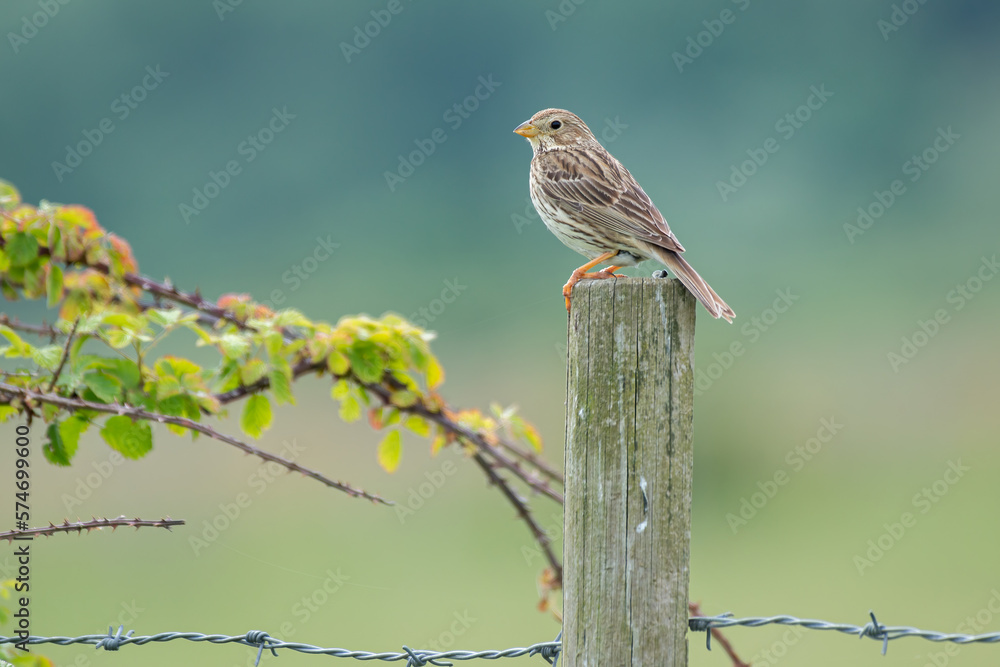 Corn bunting (Emberiza calandra) perched on post with smooth background fields - obrazy, fototapety, plakaty 