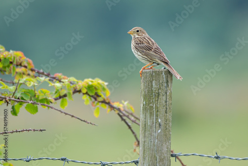 Corn bunting (Emberiza calandra) perched on post with smooth background fields photo