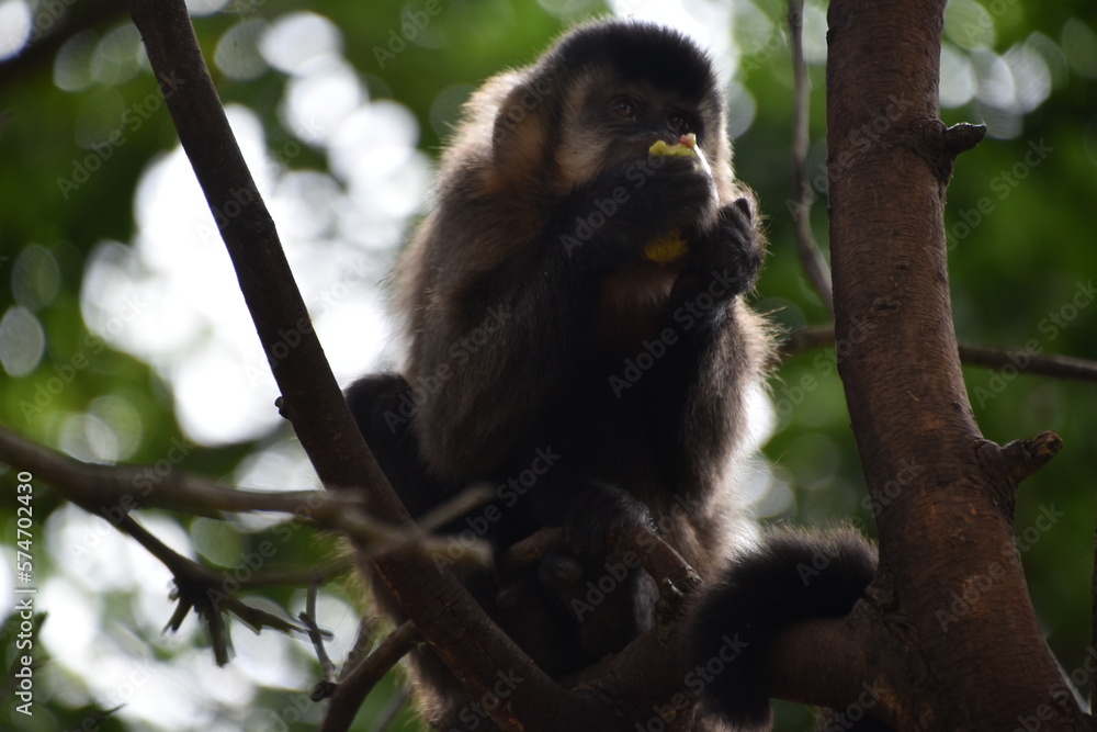 Naklejka premium Monkeys in nature 