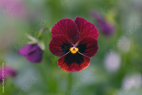 Adorable blooming pansies in summer garden on natural background