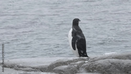 
Chinstrap penguin stands on the beach in the snow, Antarctica
Chinstrap penguins wildlife in Antarctica, February 2023 
 photo