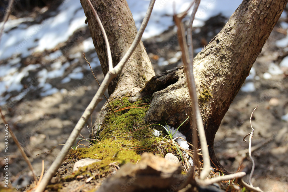 Moss after winter on a tree trunk. Moss after winter on a tree trunk.