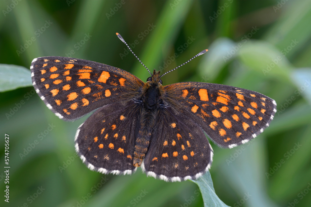 Obraz premium butterfly the false heath fritillary, Melitaea diamina, sitting on a grass