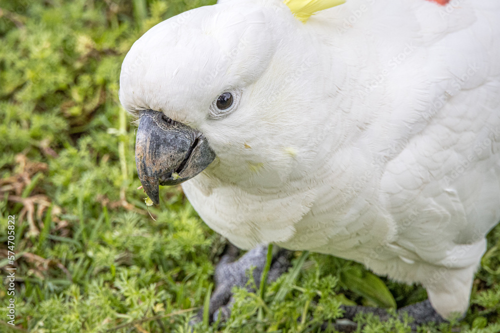 Sulphur-Crested Cockatoo (Cacatua galerita) Sulphur-Crested Cockatoo (Cacatua galerita)