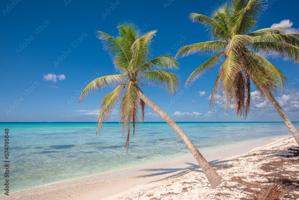 Tropical paradise beach with white sand and coconut palms. clear blue water on Saona Island in Dominican Republic. travel tourism wide panorama background concept