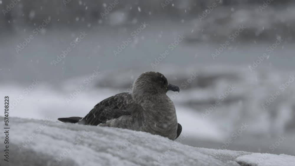 Antarctic skua resting in the snow, Antarctic Peninsula
Antarctic skua wildlife in Antarctica, February 2023
Antarctic skua resting in the snow, Antarctic Peninsula
Antarctic skua wildlife in Antarctica, February 2023