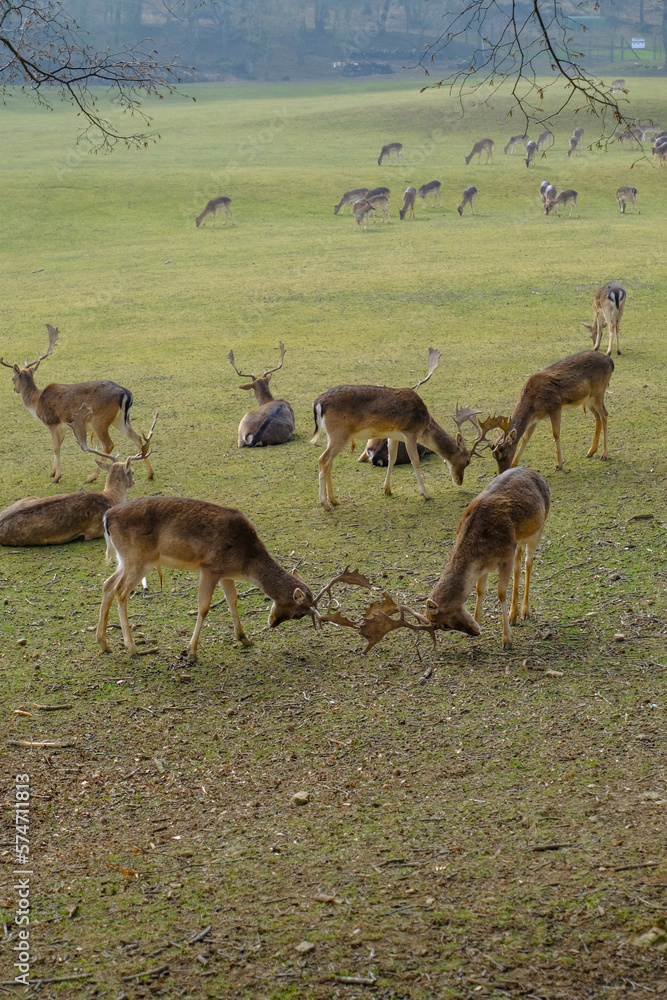 Naklejka premium two male fallow deer fighting across the herd of deer in the valley. Wildlife nature