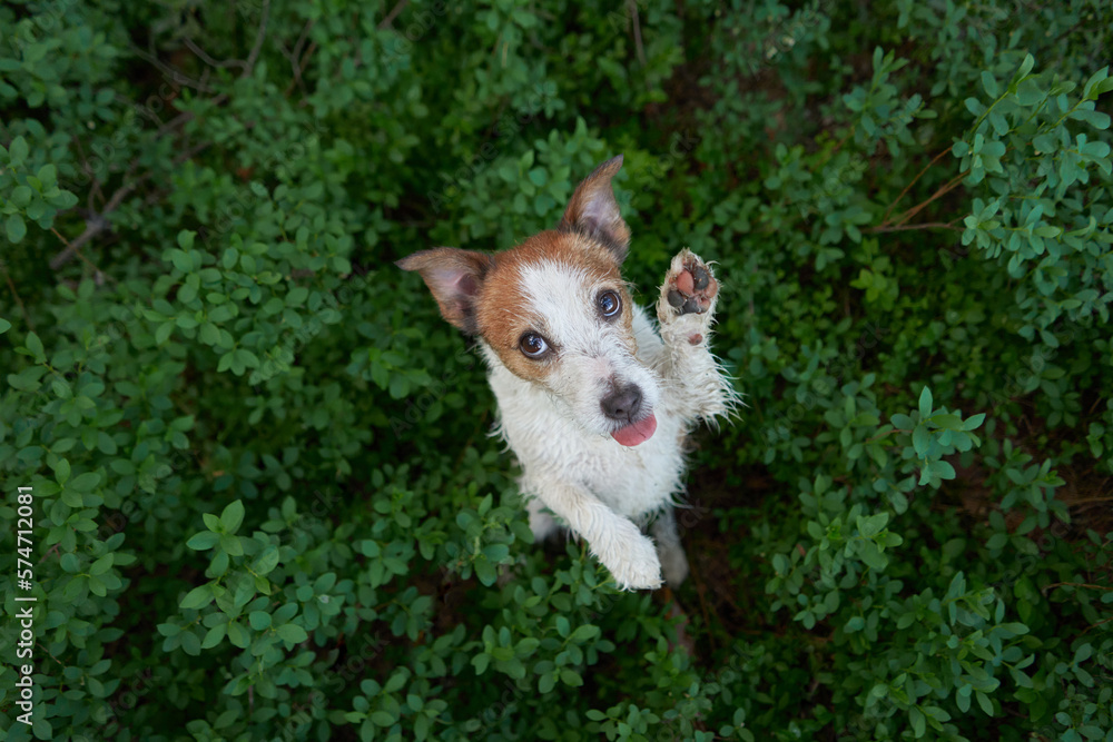dog in the green grass. view from above. Funny and happy jack russell terrier. Pet on a walk