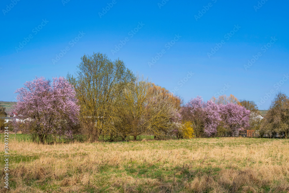 Pink blooming hedges at the edge of a field near Stadecken-Elsheim/Germany in Rhineland-Palatinate Pink blooming hedges at the edge of a field near Stadecken-Elsheim/Germany in Rhineland-Palatinate
