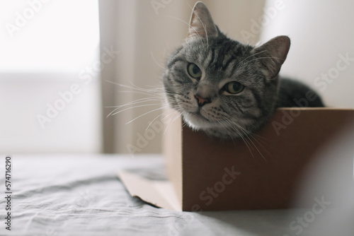 Cute grey tabby cat sleep in cardboard box at home