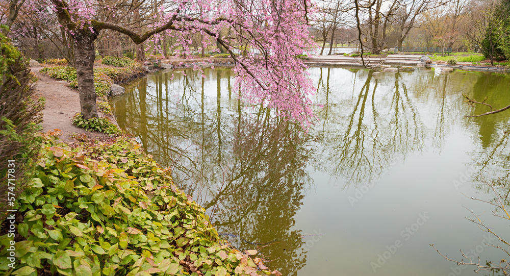 idyllic springlike park landscape with small lake and blooming cherry tree Westpark Munich idyllic springlike park landscape with small lake and blooming cherry tree Westpark Munich