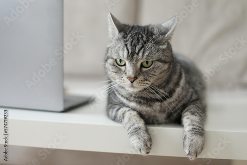 scottish straight gray cat working at the computer at home online