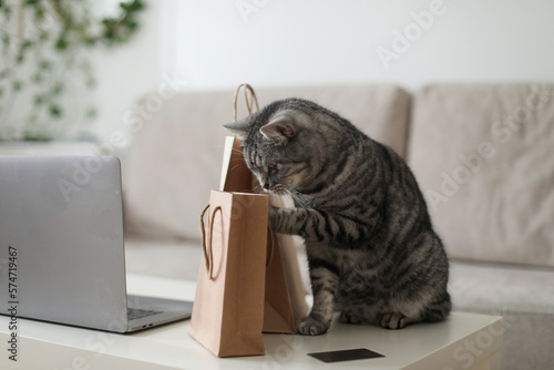 A gray tabby cat looking at craft paper bags at home. Delivery, Shopping concept, environmental protection, zero waste.