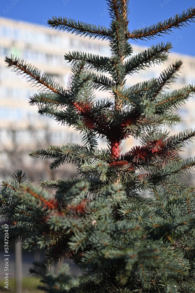 red branches of a Christmas tree, a Christmas tree treated with an anti-chopping agent