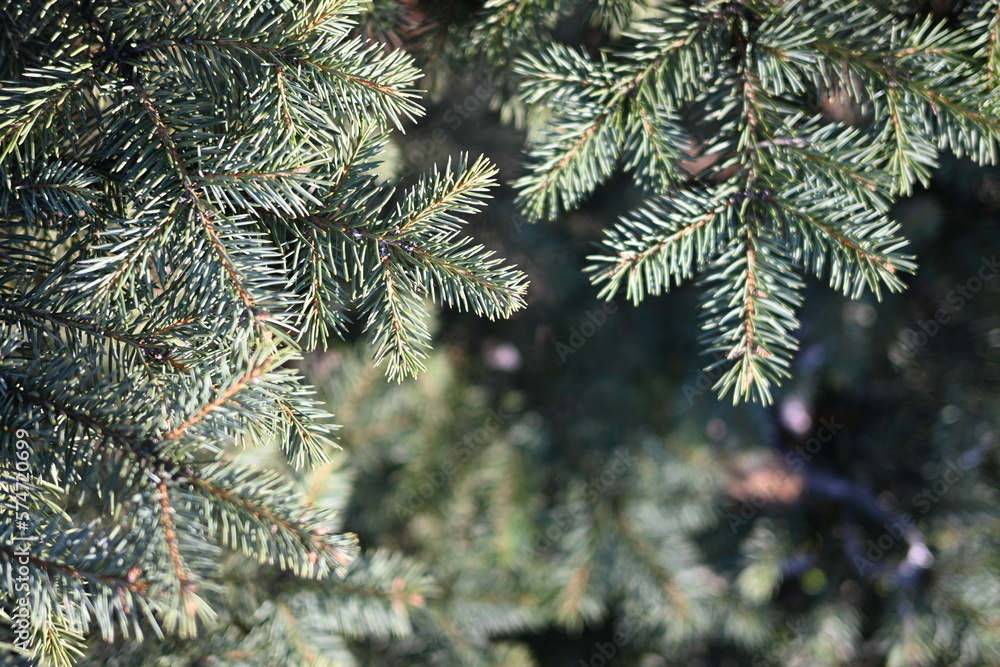 green branches of a pine tree close-up, short needles of a coniferous tree close-up on a green background, texture of needles of a Christmas tree close-up green branches of a pine tree close-up, short needles of a coniferous tree close-up on a green background, texture of needles of a Christmas tree close-up