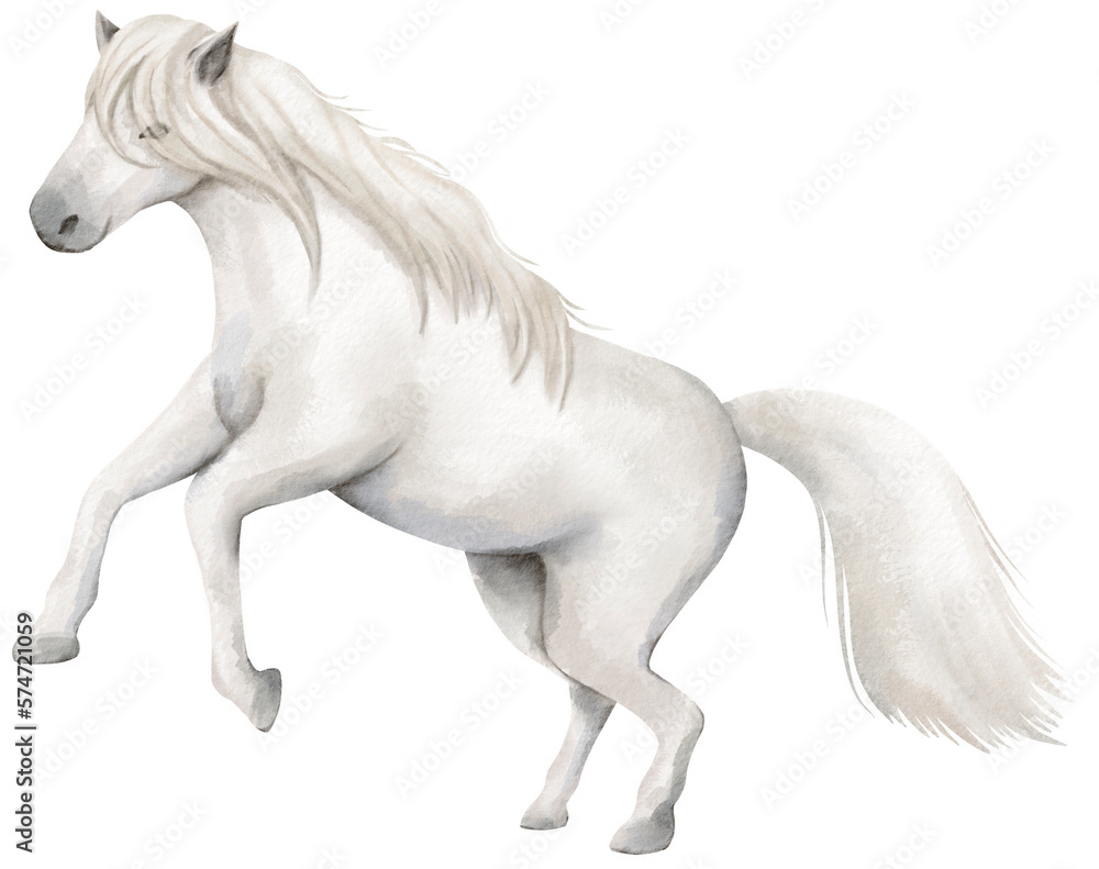 watercolor white horse