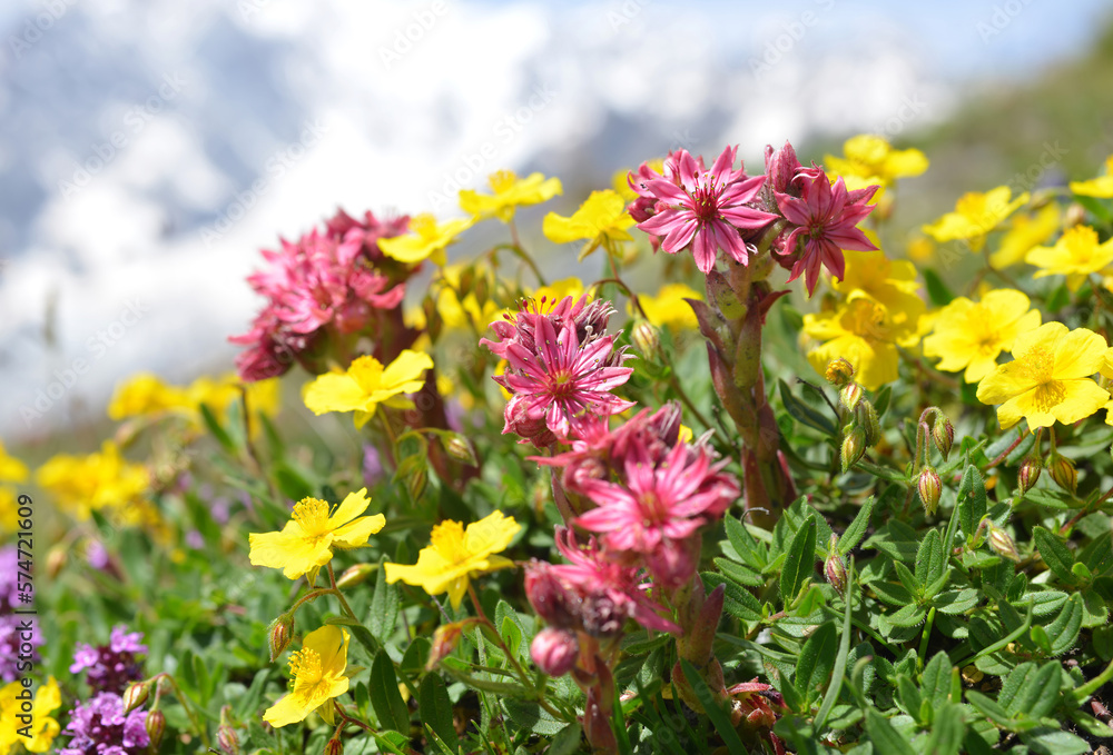 Obraz premium Mountain flowers Ranunculus montanus with Sempervivum montanum or Houseleeks growing in the meadow. Aosta valley, Italy.