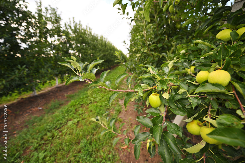 green ripe apples on the branches of apple trees in the orchard against the background of green grass and sky. Agriculture, harvest green ripe apples on the branches of apple trees in the orchard against the background of green grass and sky. Agriculture, harvest