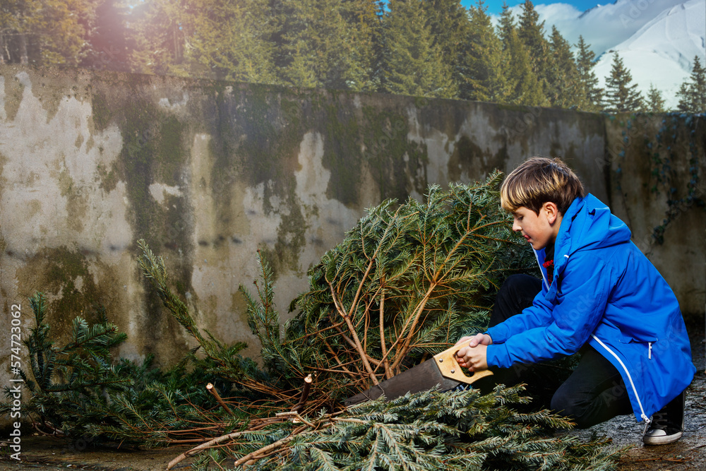 Image of a boy holding saw near cut down Christmas tree Image of a boy holding saw near cut down Christmas tree