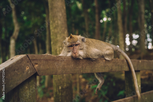 Photography Calm monkey on wooden railing