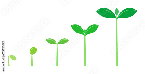 Illustration of the progress of germinating and growing twin leaves