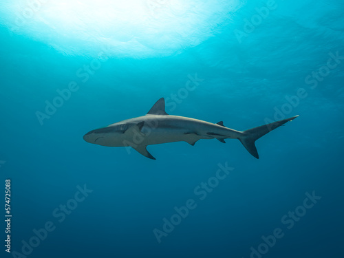 Caribbean Reef Shark from Below