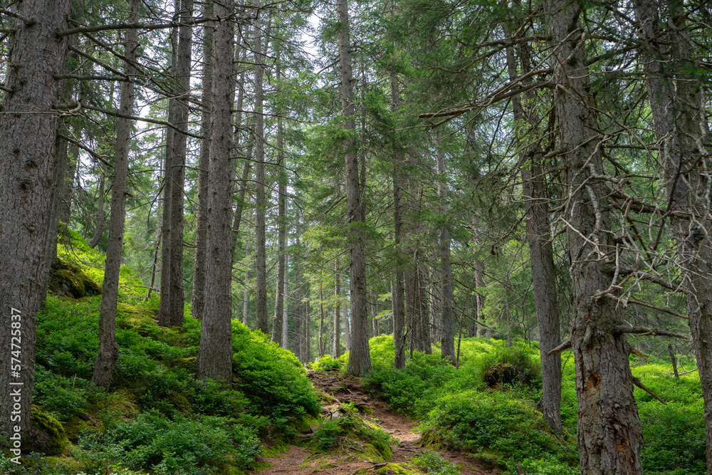 Forest with a path through the moss ground Forest with a path through the moss ground