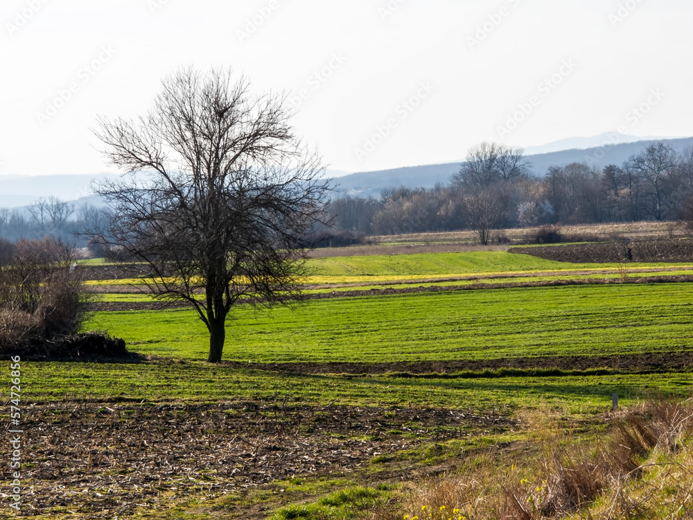 Rural area. Rural landscape in spring.