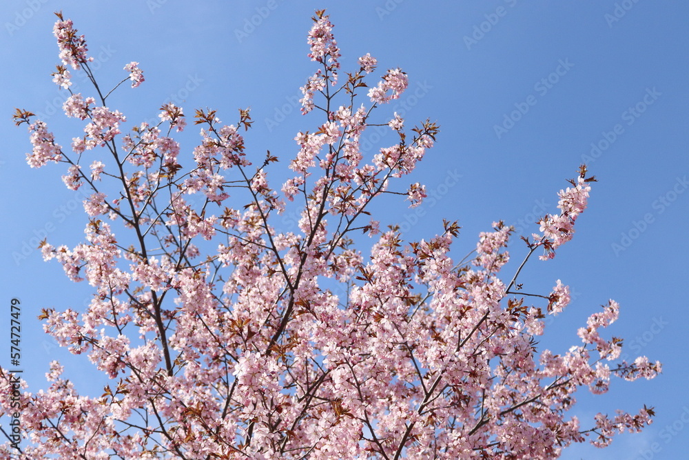 Cherry blossom against blue sky. Romantic scenery, gentle flowers, sunny day. 