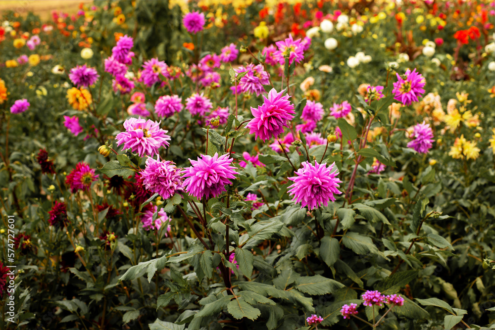 Amazing bright blooming of multi-colored varietal dahlias. Purple dahlias in the foreground. Gorgeous plants on an eco flower farm. Cultivation of flower crops