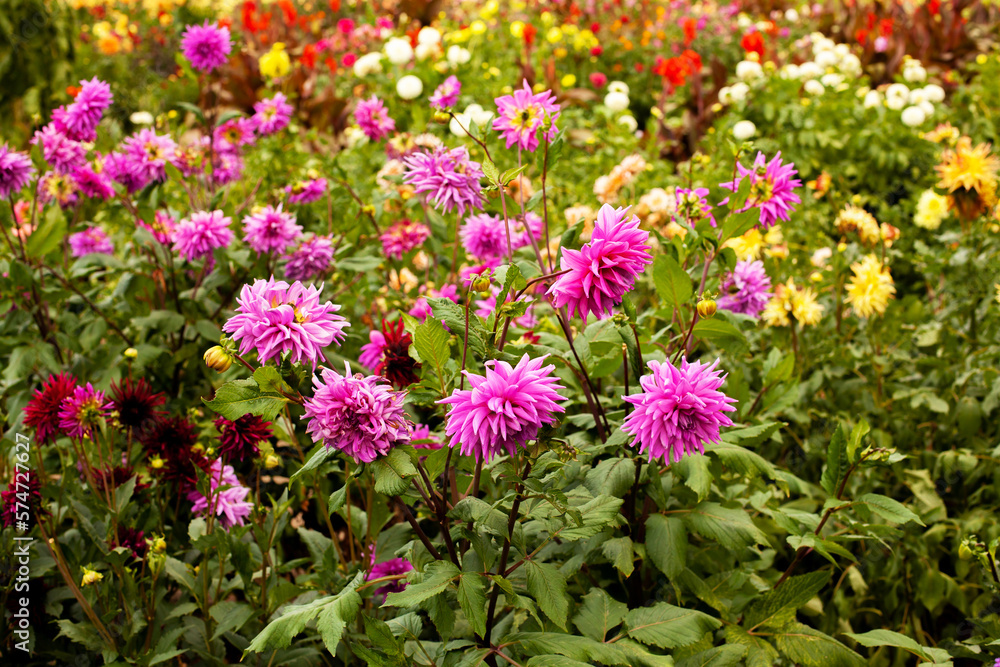 Wonderful flowering of multi-colored varietal dahlias. Gorgeous plants on an eco flower farm or in the garden