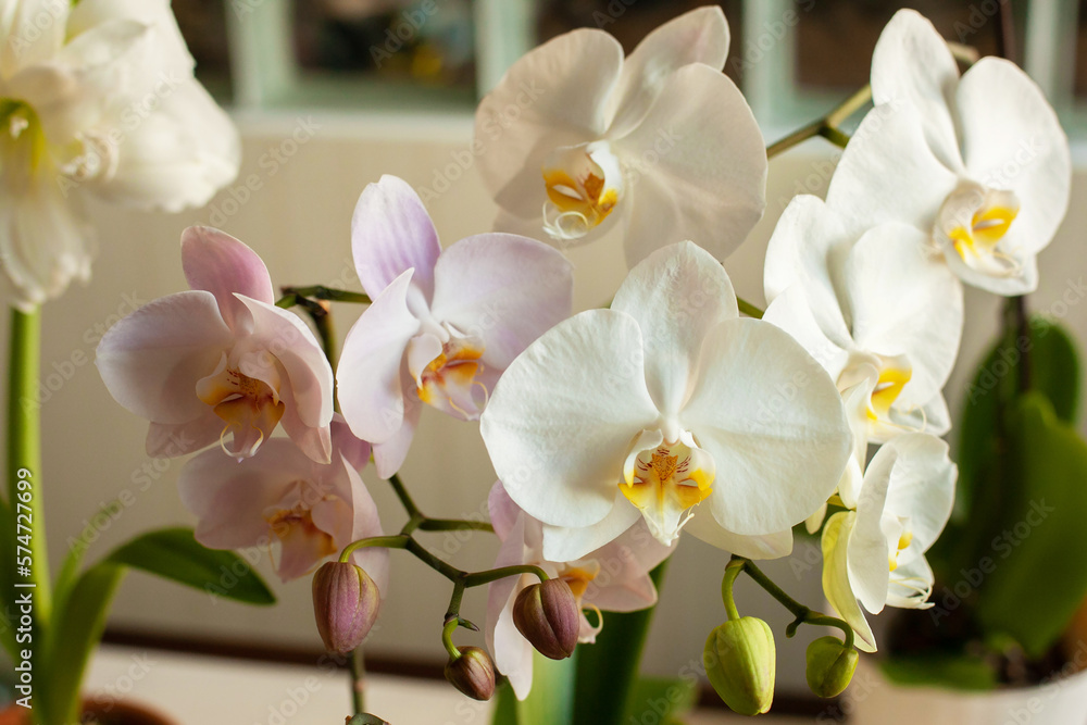 Obraz premium Beautiful white and pink phalaenopsis orchids bloom indoors in sunlight