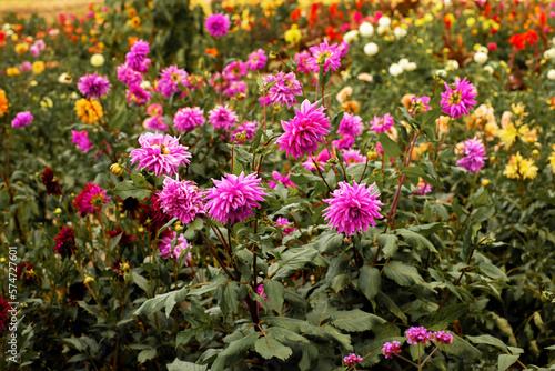 Amazing bright blooming of multi-colored varietal dahlias. Purple dahlias in the foreground. Gorgeous plants on an eco flower farm. Cultivation of flower crops