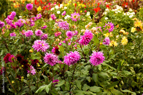 Wonderful flowering of multi-colored varietal dahlias. Gorgeous plants on an eco flower farm or in the garden
