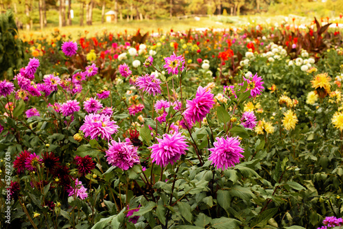Wonderful flowering of multi-colored varietal dahlias. Gorgeous plants blossom in the garden
