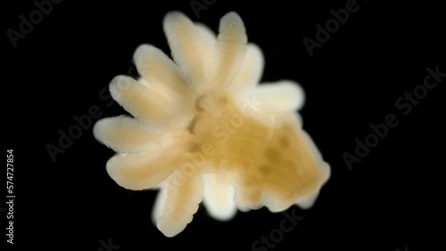 Young juvenile Actiniaria under a microscope, class Anthozoa, Hexacorallia, about 3-4 mm in size. The specimen was found in Barents Sea. Sea Hydra photo