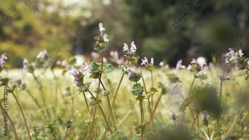 weeds 10