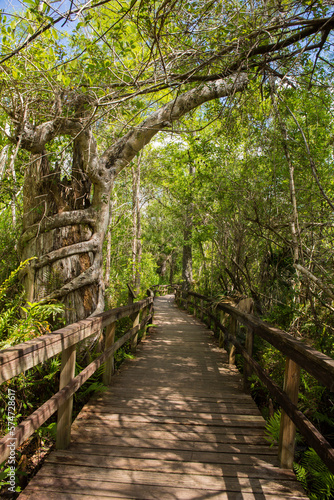 Big Cypress Bend Boardwalk winds through the Fakahatchee Strand Swamp and ends at an alligator pond and observation deck in Naples  FL  