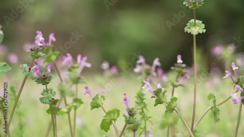weeds 8