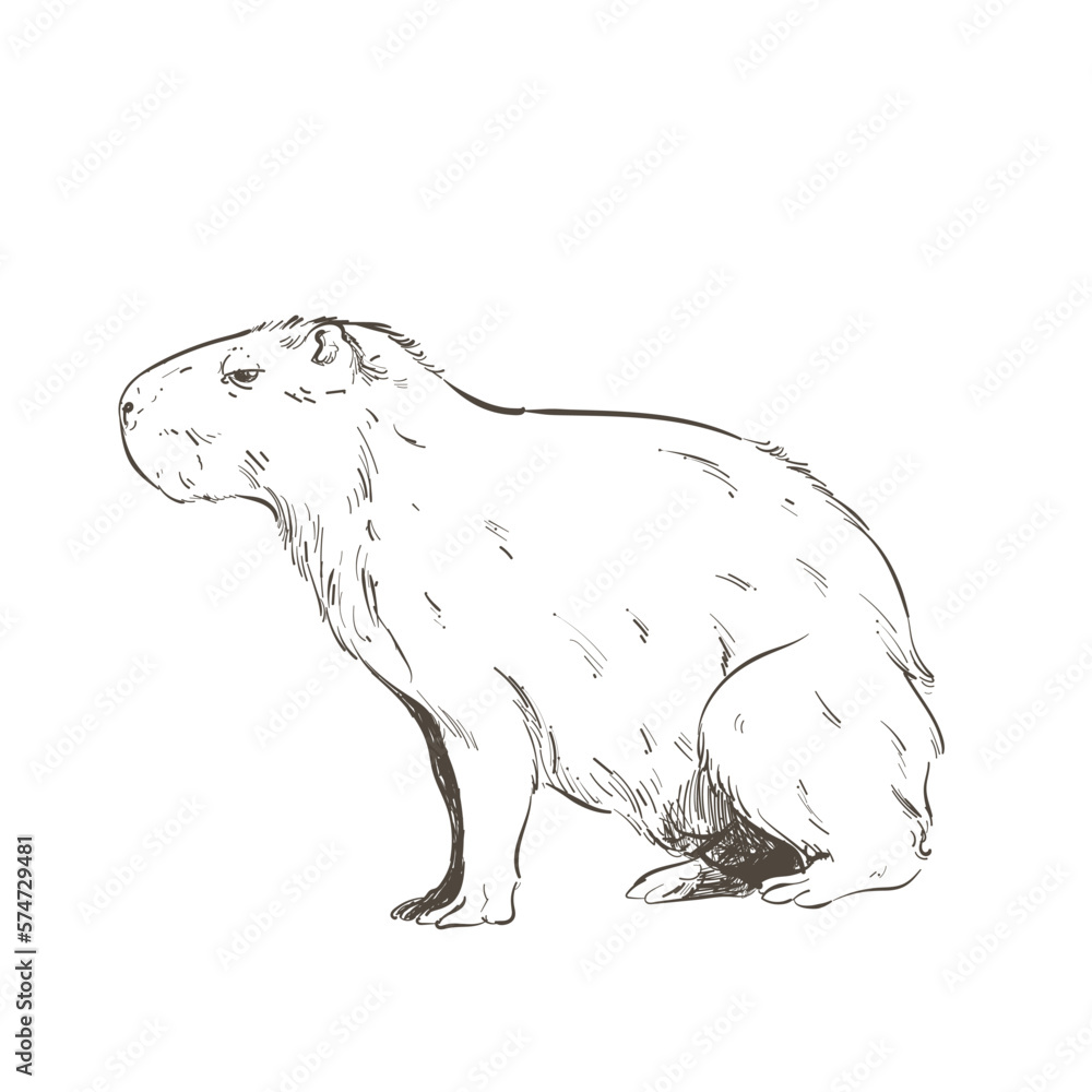 Obraz premium retro capybara design