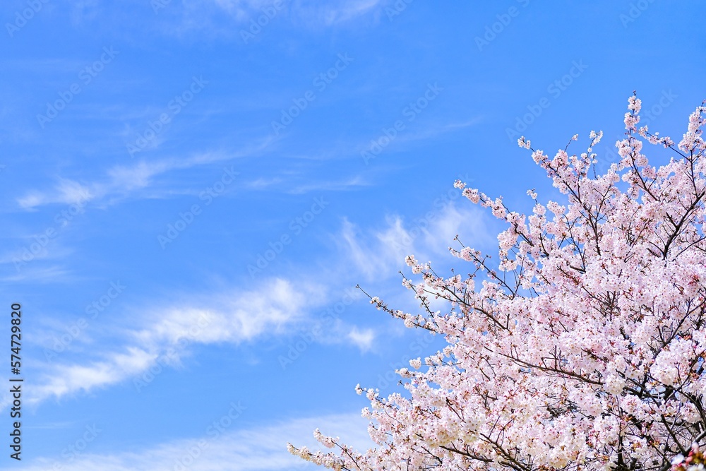 桜と青空の背景素材