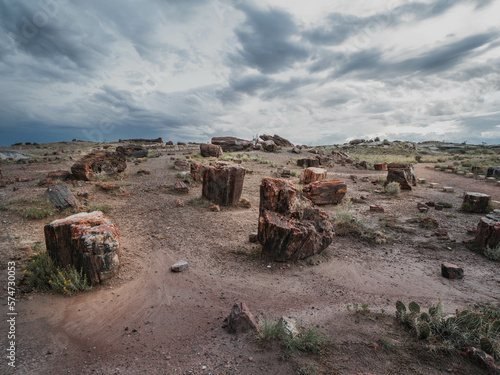 Petrified tree logs in Petrified Forest and Painted Desert National Park in Arizona