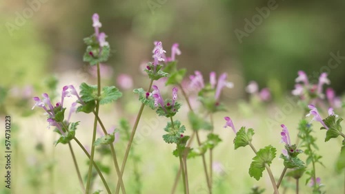Weeds 5