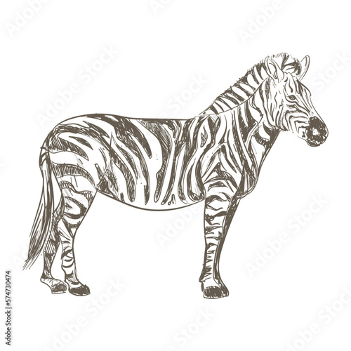 retro zebra design