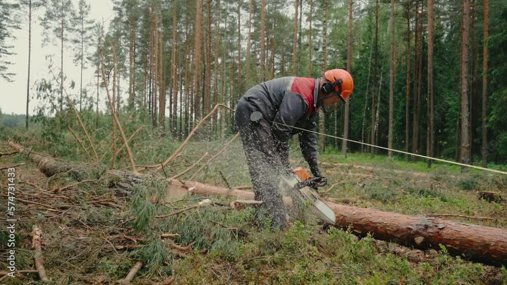 Professional lumberjack cuts tree with a chainsaw. Professional lumberjack cuts tree with a chainsaw.