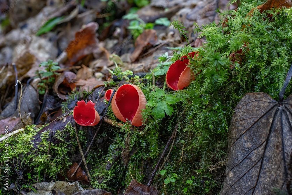 Elf Cup fungi - Sarcoscypha Coccinea, growing in a damp spot by a stream in woodland Elf Cup fungi - Sarcoscypha Coccinea, growing in a damp spot by a stream in woodland