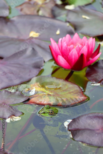 Frog and water lily in a pond. Selective focus.